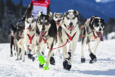 Kar üzerinde kızak köpek ırkının görünümü