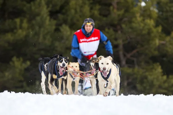 Horizontální pohled sled dog Race na sněhu — Stock fotografie