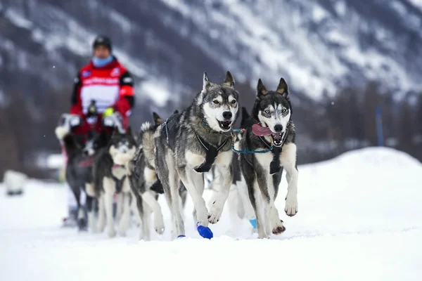 Hunderennen auf Schnee — Stockfoto