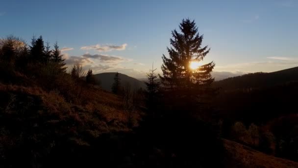 La macchina fotografica vola sopra l'albero di abete dei Carpazi — Video Stock