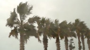 Rüzgarda sallanan palmiye