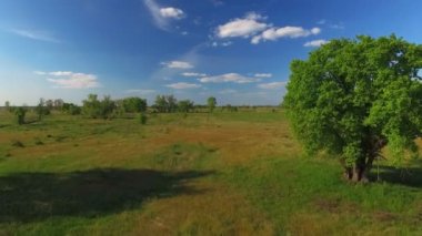 Tarlada yapayalnız ağaç