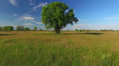 Tarlada yapayalnız ağaç