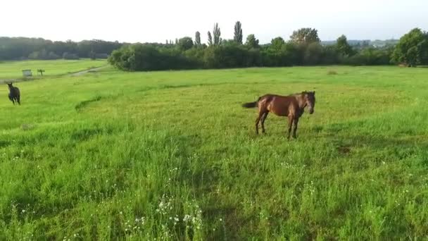 Вранці і зелений луг, де пасуться коней — стокове відео