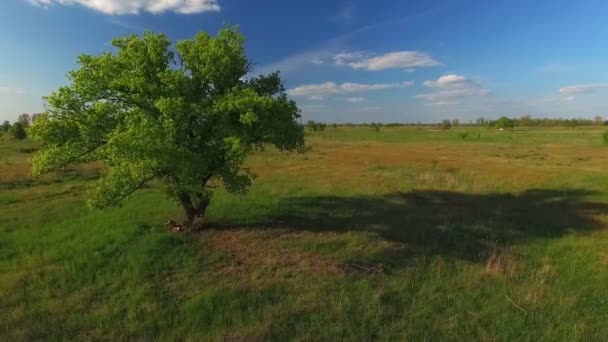 Magányos fa a mezőn — Stock videók