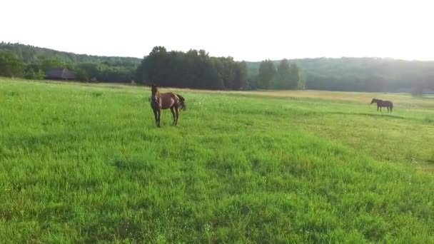 Mañana y prado verde donde los caballos pastan — Vídeo de stock