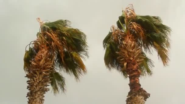 棕榈树在风中飘扬 — 图库视频影像
