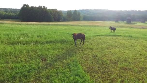 Mañana y prado verde donde los caballos pastan — Vídeos de Stock