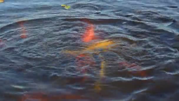 喂鱼在湖里 — 图库视频影像