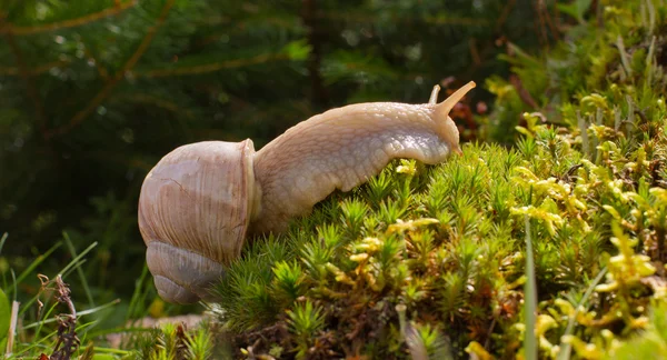 Snail on the hand — Stock Photo, Image