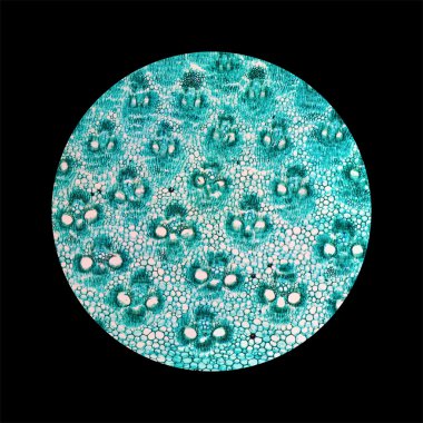 Bambu sapı mikrografı