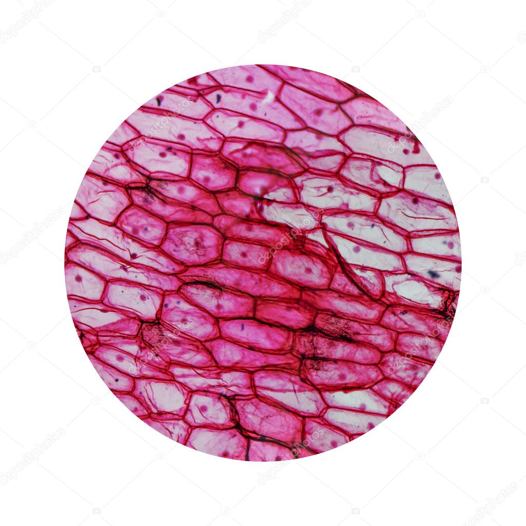 Onion epidermus micrograph