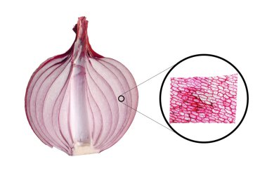 Onion epidermus micrograph clipart