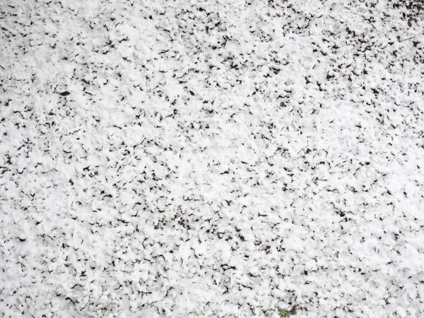 Çayır üzerinde kar — Stok fotoğraf