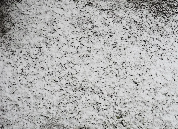 Neve sul prato — Foto Stock