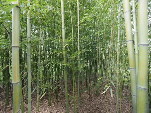 Perspectiva del árbol de bambú — Foto de Stock