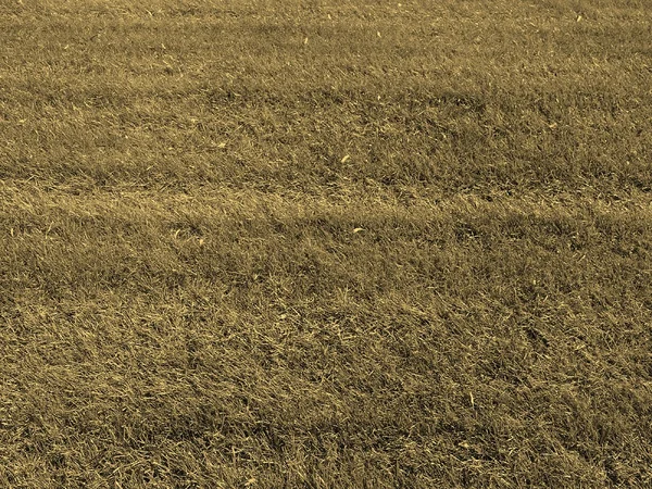 Сепия на лугу — стоковое фото