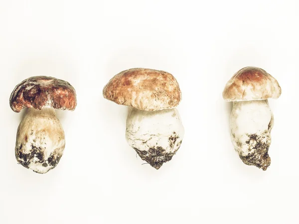 Porcini Mushroom vintage desaturated — Stock Photo, Image