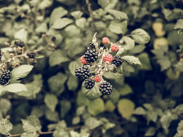 Frutos de mora vintage desaturado —  Fotos de Stock