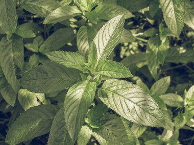 Nane resim vintage desaturated