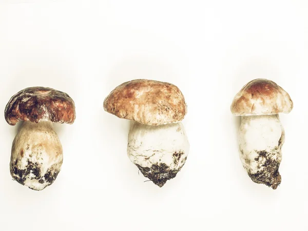 Porcini Mushroom vintage desaturated — Stock Photo, Image