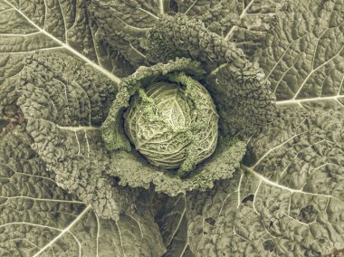 Lahana resim vintage desaturated