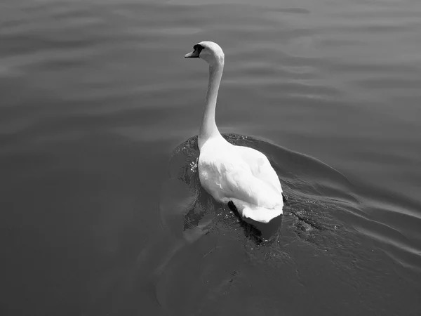 White Swan bird animal — Stock Photo, Image