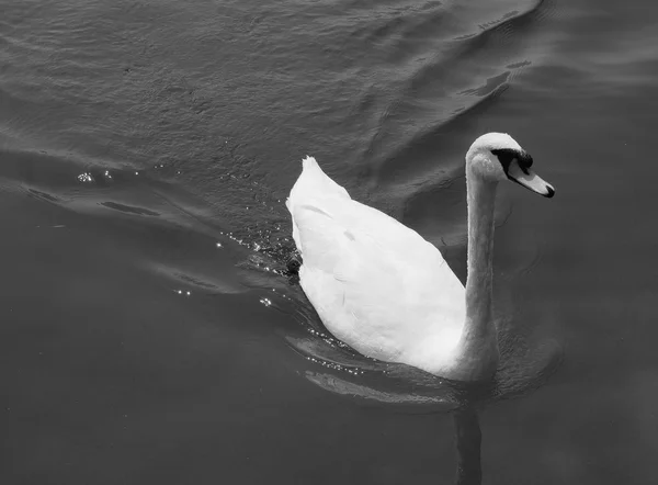 White Swan bird animal — Stock Photo, Image