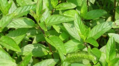 Naneli Bitki (bilimsel adı Mentha x piperita)