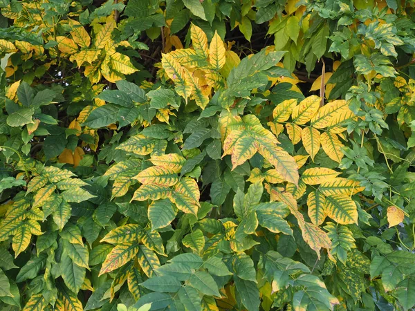 Leaves Wisteria Also Known Wistaria Wysteria Plant — Stock Photo, Image