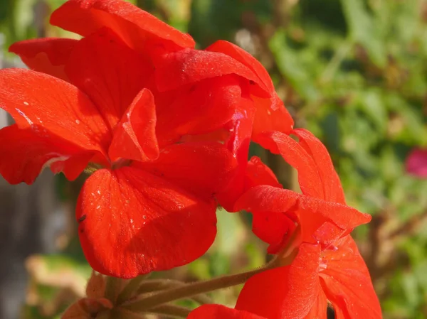 Geranio Aka Gru Pianta Classificazione Scientifica Geraniales Fiore Rosso Macro — Foto Stock