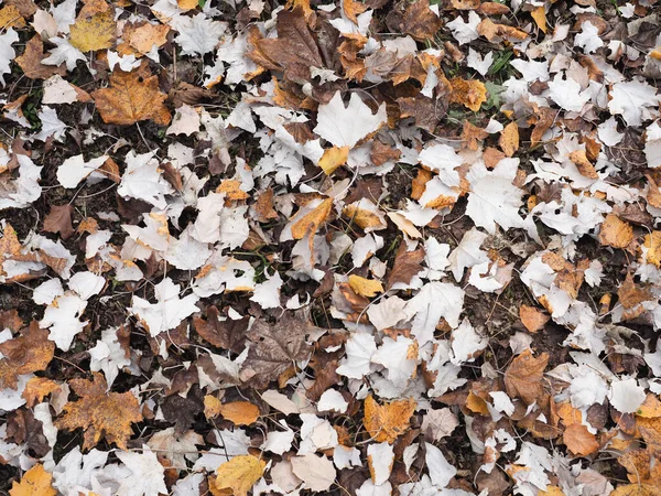 Brown Autumn Leaves Useful Background — Stock Photo, Image