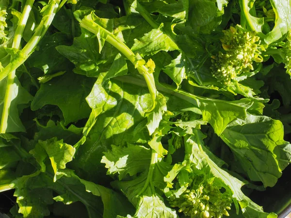 Близкий Обзор Зелени Репы Листья Вегетарианской Пищи — стоковое фото