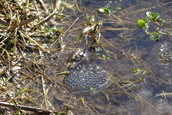 Яйца Лягушки Озере — стоковое фото