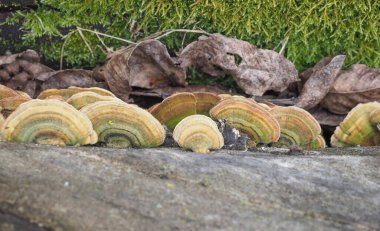 Ağaç gövdesinde büyüyen çok gözenekli mantarlar.