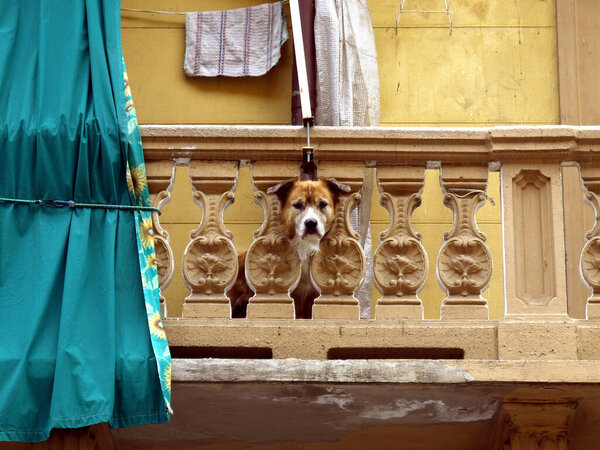 собака смотрит вниз со старого балкона