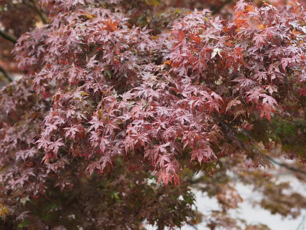 Esdoorn Acer Wetenschappelijke Naam Acer Rubrum Boom — Stockfoto