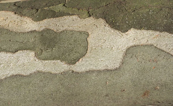 背景として有用な平面木の樹皮のカモフラージュパターン — ストック写真