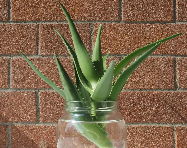Aloes Vera Alias Aloes Prawdziwy Lub Chiński Aloes Cięcia Roślin — Zdjęcie stockowe