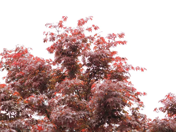 Maple Acer Scientific Name Acer Rubrum Tree — Stock Photo, Image