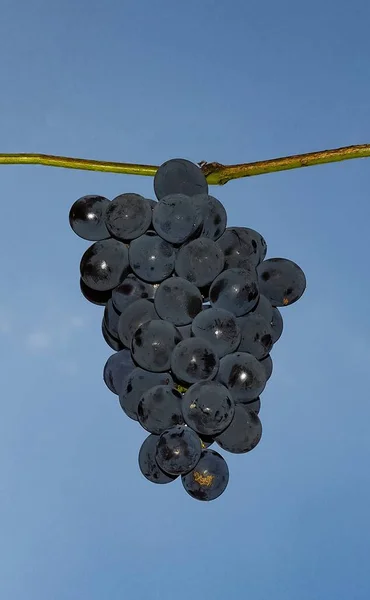 Rode Druiven Vitis Vinifera Fruit Boven Blauwe Lucht — Stockfoto