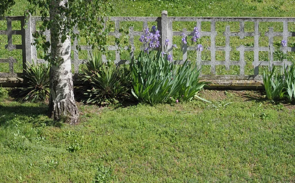 Iris Nombre Científico Iris Germanica Planta Flor Púrpura —  Fotos de Stock