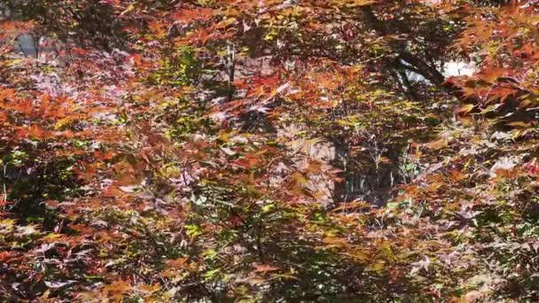 Червоне Листя Кленового Дерева Шелестить Вітрі — стокове відео