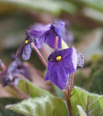 Saintpaulia namı diğer Afrika menekşesi (bilimsel adı Streptocarpus Saintpaulia) mor çiçek