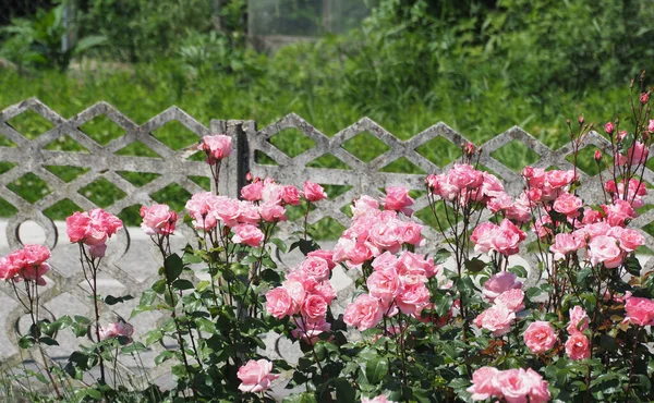 Bush Pink Roses Garden — Stock Photo, Image