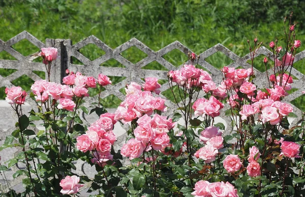 Arbusto Rosas Rosadas Jardín — Foto de Stock