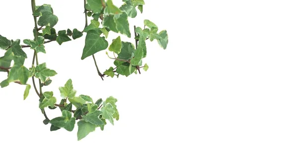 Feuilles Plantes Lierre Isolées Sur Fond Blanc — Photo