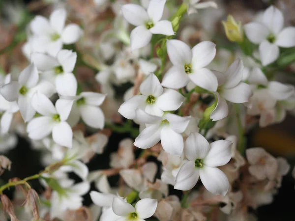 Kalanchoe Bilimsel Sınıflandırma Saxifragales Crassulaceae Bitki Beyaz Çiçek — Stok fotoğraf