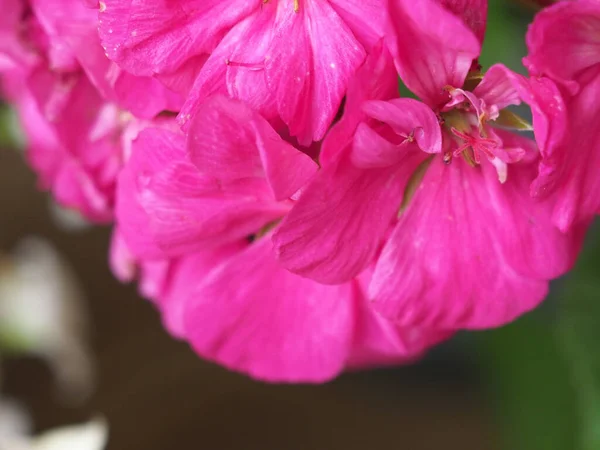 ピンク色の花の近くにあるゼラニウム別名クラネビル Geraniales — ストック写真