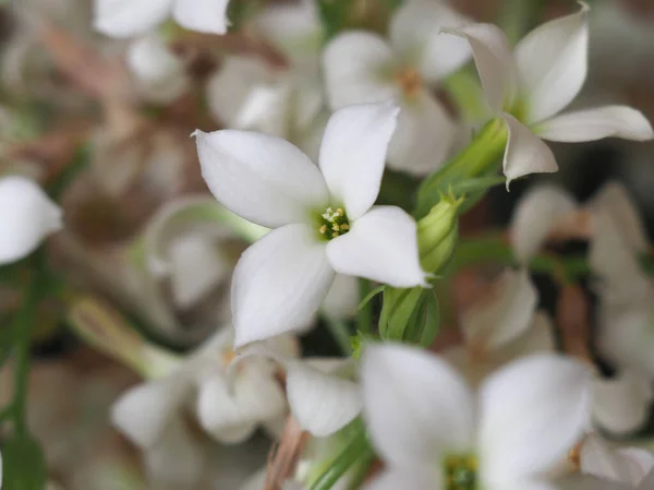 Kalanchoe Bilimsel Sınıflandırma Saxifragales Crassulaceae Bitki Beyaz Çiçek — Stok fotoğraf